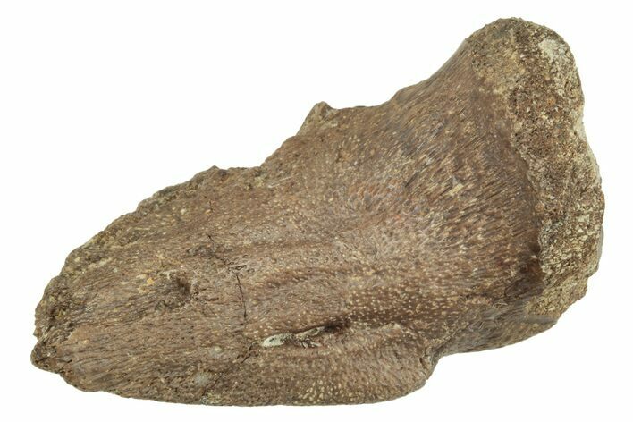 Fossil Pachycephalosaurid Ungual (Claw) - Montana #231238